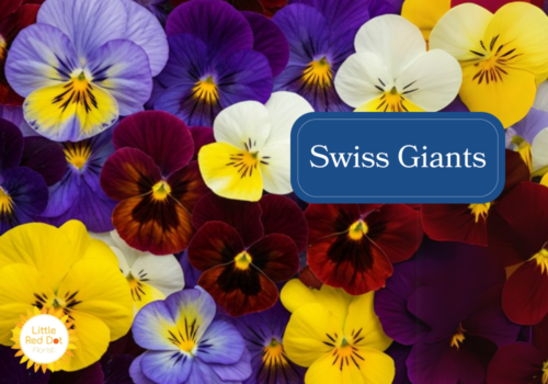 Swiss Giants Inline 1000 x 700 Swiss Giants Inline 1000 x 700