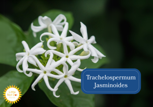 Trachelospermum Jasminoides Inline 1000 x 700 Trachelospermum Jasminoides Inline 1000 x 700