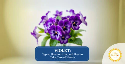 Violet Types How to Grow and How to Take Care of Violets Headline 1640 x 84 Violet Types How to Grow and How to Take Care of Violets Headline 1640 x 84