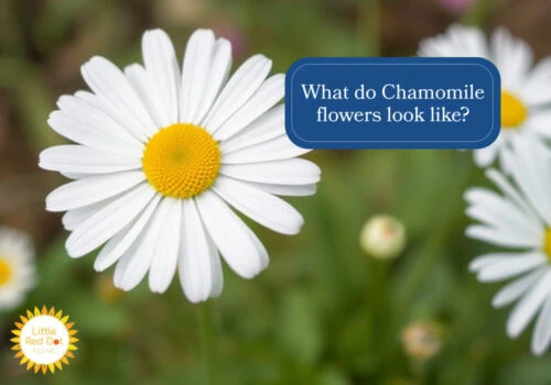What do Chamomiles look like H2 1000 x 700 What do Chamomiles look like H2 1000 x 700