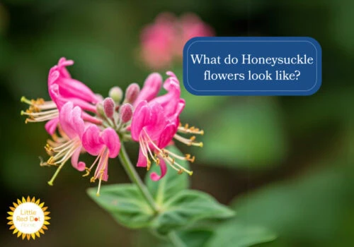 What do Honeysuckle flowers look like H2 1000 x 700 What do Honeysuckle flowers look like H2 1000 x 700