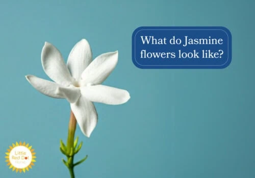 What do Jasmine flowers look like H2 1000 x 700 What do Jasmine flowers look like H2 1000 x 700