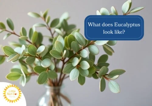 What does Eucalyptus Flower look slike H2 1000 x 700 psd kra What does Eucalyptus Flower look slike H2 1000 x 700 psd kra