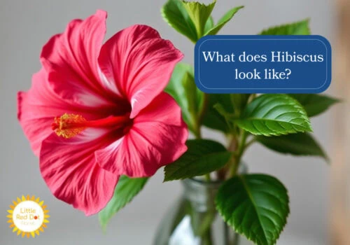 What does Hibiscus Flower look slike H2 1000 x 700 psd kra What does Hibiscus Flower look slike H2 1000 x 700 psd kra
