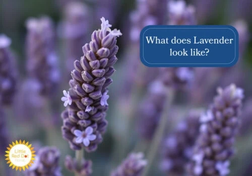 What does Lavender flower look slike H2 1000 x 700 psd kra What does Lavender flower look slike H2 1000 x 700 psd kra