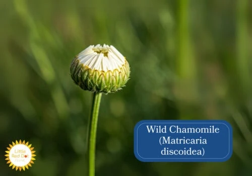 Wild Chamomile (Matricaria discoidea) Inline 1000 x 700 Wild Chamomile (Matricaria discoidea) Inline 1000 x 700