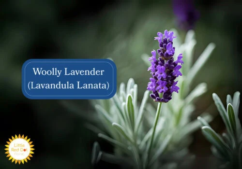 Woolly Lavender (Lavandula Lanata) Inline 1000 x 700 Woolly Lavender (Lavandula Lanata) Inline 1000 x 700