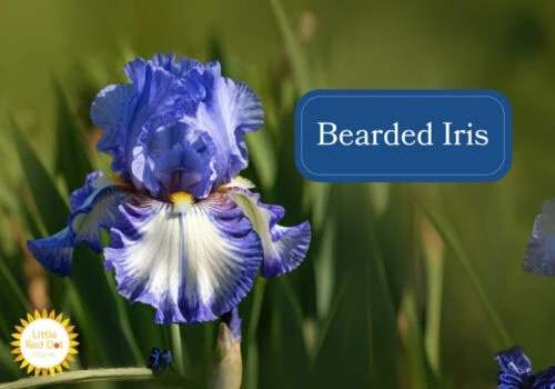 Bearded Iris Inline 1000 x 700 Bearded Iris Inline 1000 x 700