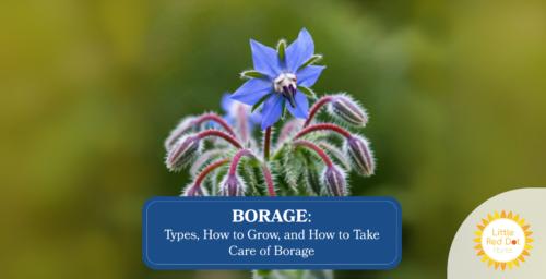 Borage Types How to Grow and How to Take Care of Borage Headline 1640 x 840