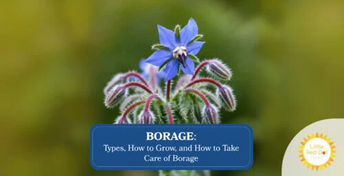 Borage Types How to Grow and How to Take Care of Borage Headline 1640 x 840 Borage Types How to Grow and How to Take Care of Borage Headline 1640 x 840