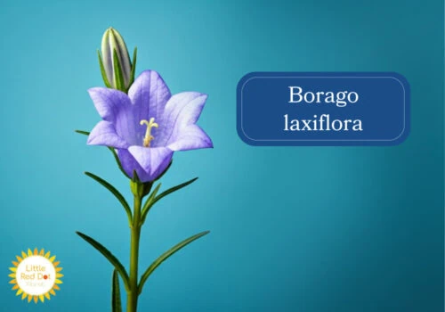 Borago laxiflora Inline 1000 x 700 Borago laxiflora Inline 1000 x 700
