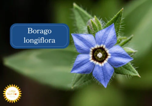 Borago longiflora Inline 1000 x 700 Borago longiflora Inline 1000 x 700