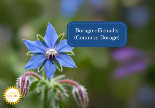 Borago officinalis (Common Borage) Inline 1000 x 700 Borago officinalis (Common Borage) Inline 1000 x 700