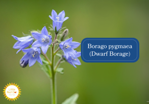 Borago pygmaea (Dwarf Borage) Inline 1000 x 700 Borago pygmaea (Dwarf Borage) Inline 1000 x 700