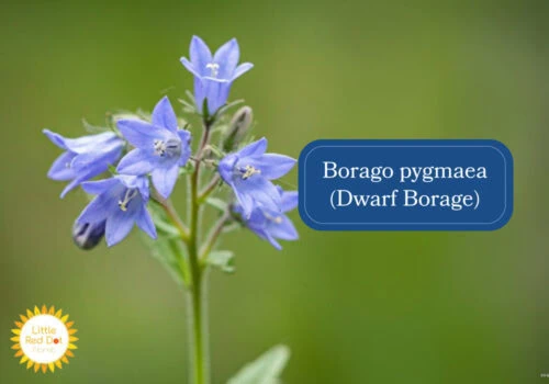 Borago pygmaea (Dwarf Borage) Inline 1000 x 700 Borago pygmaea (Dwarf Borage) Inline 1000 x 700
