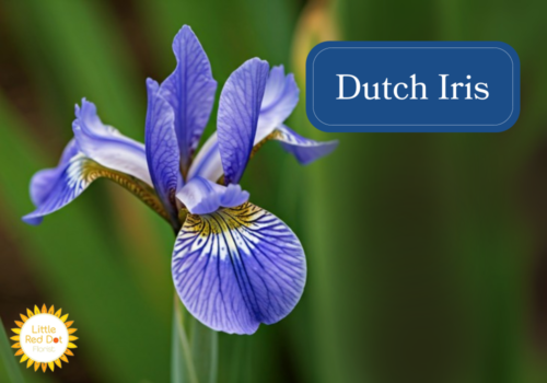 Dutch Iris Inline 1000 x 700 Dutch Iris Inline 1000 x 700