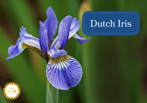 Dutch Iris Inline 1000 x 700 Dutch Iris Inline 1000 x 700