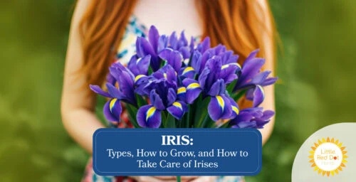Iris Types How to Grow and How to Take Care of Irises Headline 1640 x 840 Iris Types How to Grow and How to Take Care of Irises Headline 1640 x 840