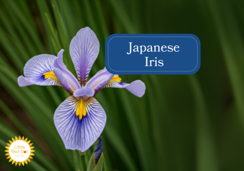 Japanese Iris Inline 1000 x 700 Japanese Iris Inline 1000 x 700