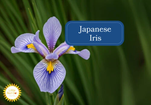 Japanese Iris Inline 1000 x 700 Japanese Iris Inline 1000 x 700