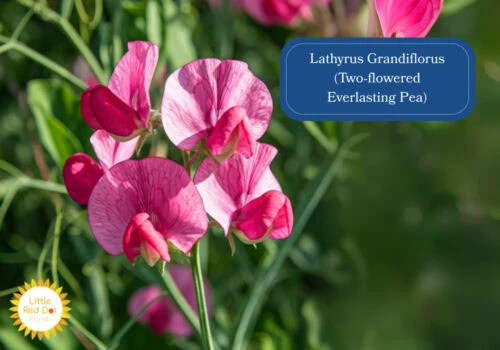 Lathyrus Grandiflorus (Two flowered Everlasting Pea) Inline 1000 x 700 Lathyrus Grandiflorus (Two flowered Everlasting Pea) Inline 1000 x 700