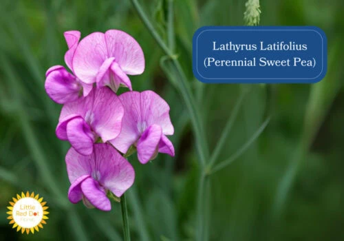 Lathyrus Latifolius (Perennial Sweet Pea) Inline 1000 x 700 Lathyrus Latifolius (Perennial Sweet Pea) Inline 1000 x 700
