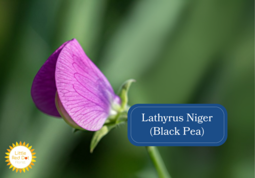 Lathyrus Niger (Black Pea) Inline 1000 x 700 Lathyrus Niger (Black Pea) Inline 1000 x 700