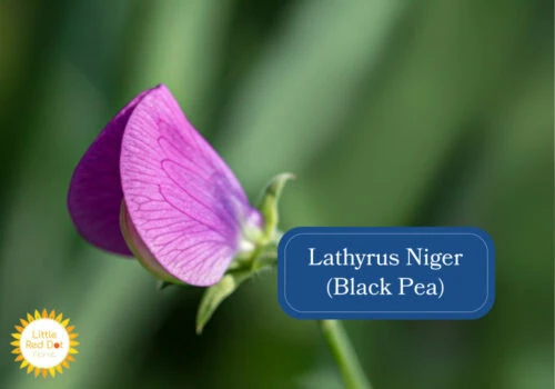 Lathyrus Niger (Black Pea) Inline 1000 x 700 Lathyrus Niger (Black Pea) Inline 1000 x 700