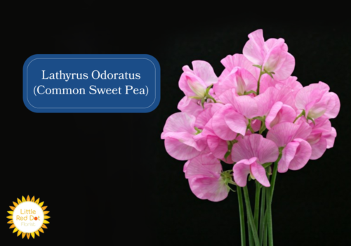 Lathyrus Odoratus (Common Sweet Pea) Inline 1000 x 700 Lathyrus Odoratus (Common Sweet Pea) Inline 1000 x 700