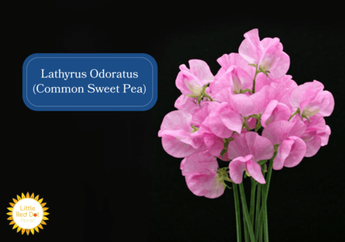 Lathyrus Odoratus (Common Sweet Pea) Inline 1000 x 700 Lathyrus Odoratus (Common Sweet Pea) Inline 1000 x 700