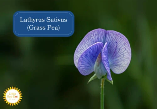 Lathyrus Sativus (Grass Pea) Inline 1000 x 700 Lathyrus Sativus (Grass Pea) Inline 1000 x 700