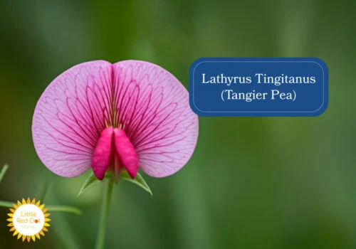 Lathyrus Tingitanus (Tangier Pea) Inline 1000 x 700 Lathyrus Tingitanus (Tangier Pea) Inline 1000 x 700