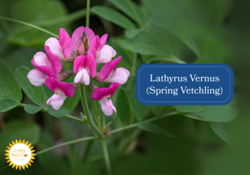 Lathyrus Vernus (Spring Vetchling) Inline 1000 x 700 Lathyrus Vernus (Spring Vetchling) Inline 1000 x 700