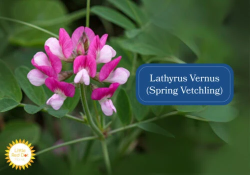 Lathyrus Vernus (Spring Vetchling) Inline 1000 x 700 Lathyrus Vernus (Spring Vetchling) Inline 1000 x 700