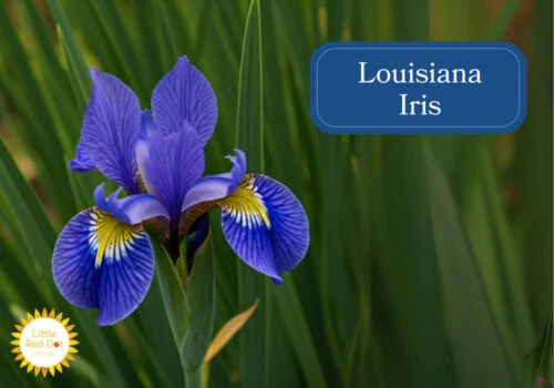 Louisiana Iris Inline 1000 x 700 Louisiana Iris Inline 1000 x 700