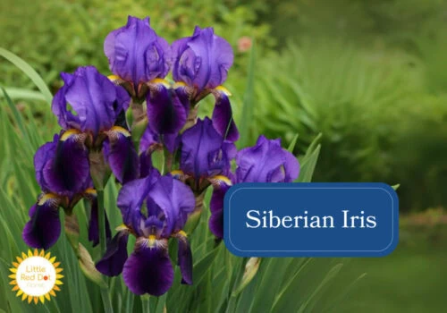 Siberian Iris Inline 1000 x 700 Siberian Iris Inline 1000 x 700