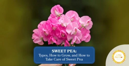 Sweet Pea Types How to Grow and How to Take Care of Sweet Pea Headline Sweet Pea Types How to Grow and How to Take Care of Sweet Pea Headline