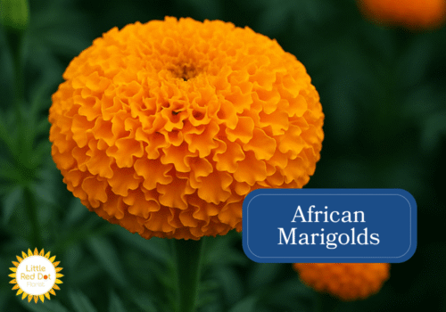 African Marigolds Inline 1000 x 700 African Marigolds Inline 1000 x 700