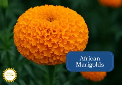 African Marigolds Inline 1000 x 700 African Marigolds Inline 1000 x 700