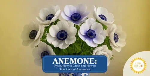 Anemone Types How to Grow and How to Take Care of Anemones Headline 1640 x 840 Anemone Types How to Grow and How to Take Care of Anemones Headline 1640 x 840