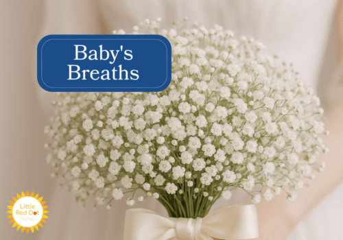 Baby Breaths Inline 1000 x 700 Baby Breaths Inline 1000 x 700