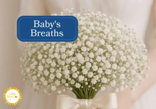 Baby Breaths Inline 1000 x 700 Baby Breaths Inline 1000 x 700