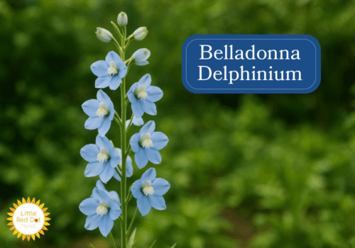 Belladonna Delphinium Inline 1000 x 700 Belladonna Delphinium Inline 1000 x 700