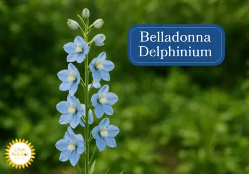 Belladonna Delphinium Inline 1000 x 700 Belladonna Delphinium Inline 1000 x 700