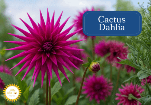 Cactus Dahlias Inline 1000 x 700 Cactus Dahlias Inline 1000 x 700