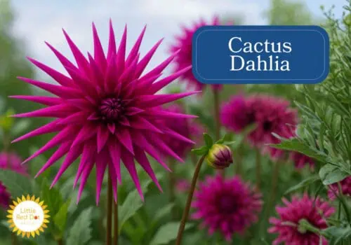 Cactus Dahlias Inline 1000 x 700 Cactus Dahlias Inline 1000 x 700