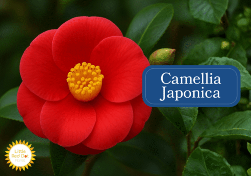 Camellia Japonica Inline 1000 x 700 Camellia Japonica Inline 1000 x 700