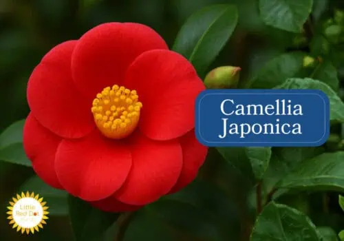 Camellia Japonica Inline 1000 x 700 Camellia Japonica Inline 1000 x 700