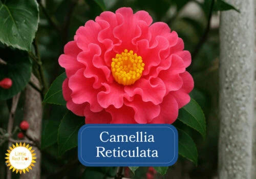 Camellia Reticulata Inline 1000 x 700 Camellia Reticulata Inline 1000 x 700