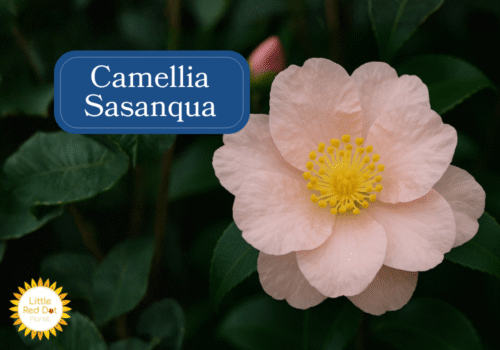 Camellia Sasanqua Inline 1000 x 700 Camellia Sasanqua Inline 1000 x 700